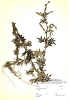 藏品(山艾)的圖片